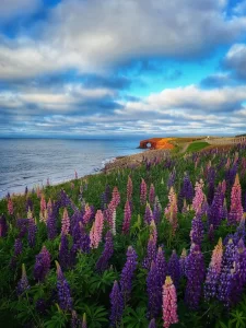 lupins PEI
